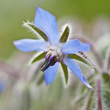 Natural active Borage